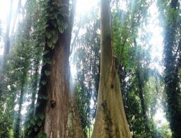 Mitos Pohon Jodoh KRB, Para Jomblo Bisa Dapat Pasangan Hidup?  